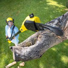 Best Lawn Dethatching  in USA